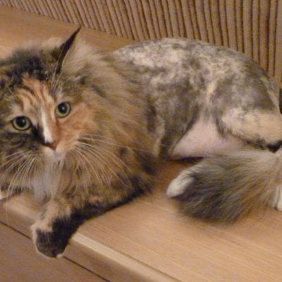 People Searching for Stuff on the Internet are Weird, Creepy, and Stupid