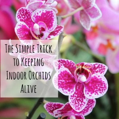 How to Keep An Indoor Orchid Alive For a Year Or More