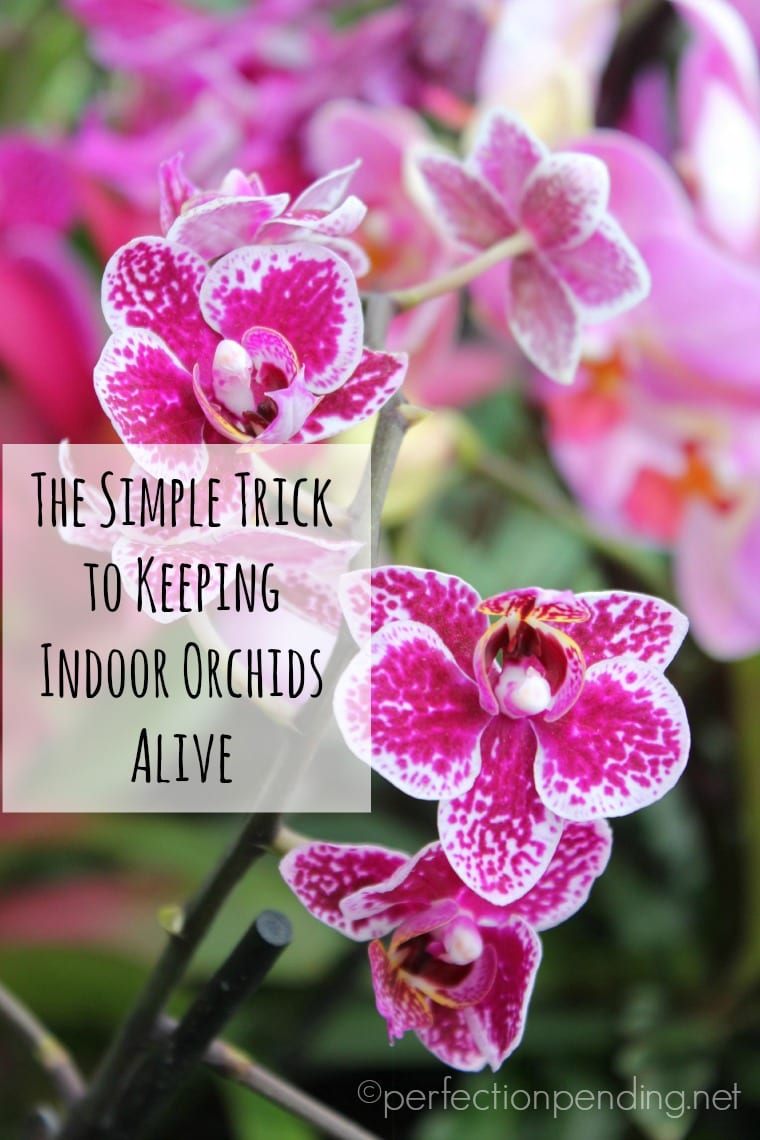 Follow this simple trick to keep your indoor orchids alive for longer!