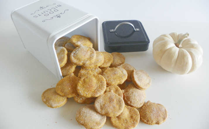 pumpkin dog treats spilling out of dog biscuits container on white counter