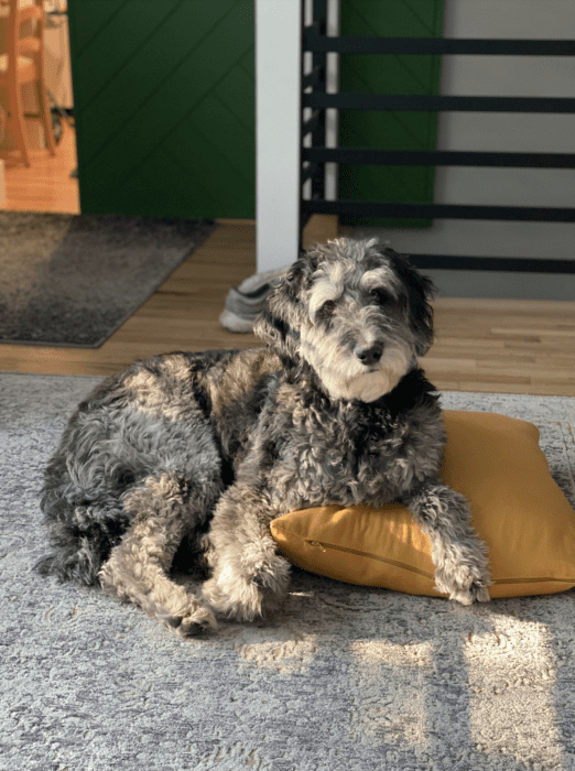 Aussiedoodle dog sitting on yellow pillow